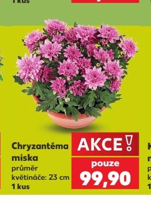 Chryzantéma miska