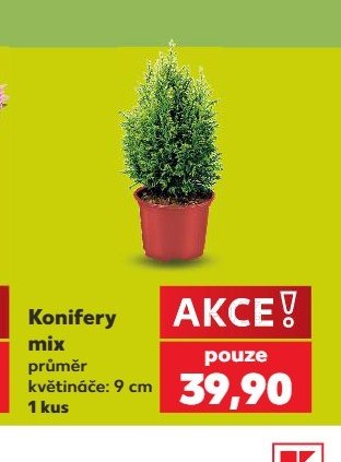 Konifery mix