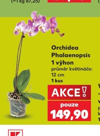 Orchidea Phalaenopsis