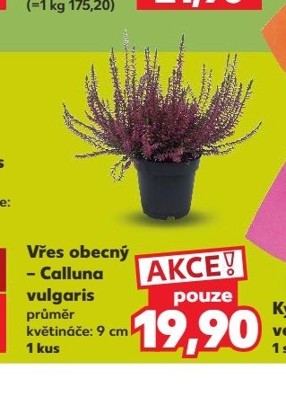 Vřes obecný