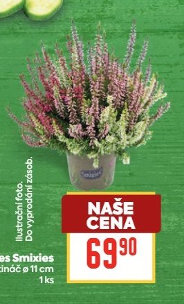 Vřes Smixies