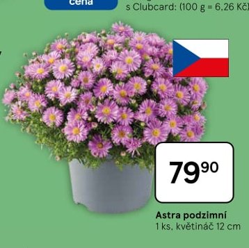 Astra podzimní