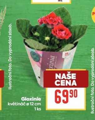 Gloxinie
