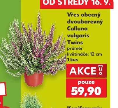 Vřes obecný dvoubarevný Calluna vulgaris Twins