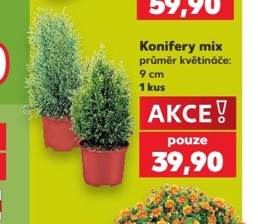 Konifery mix