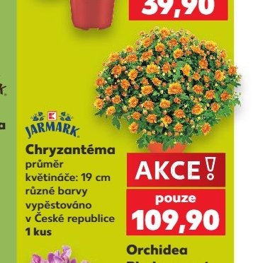 Chryzantéma