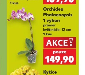 Orchidea Phalaenopsis
