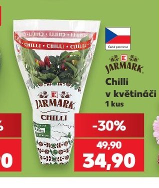 Chilli v květináči