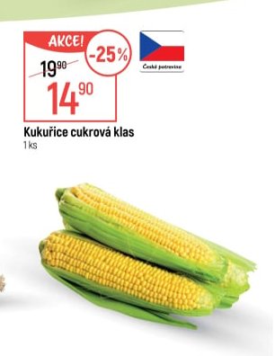 Kukuřice cukrová klas