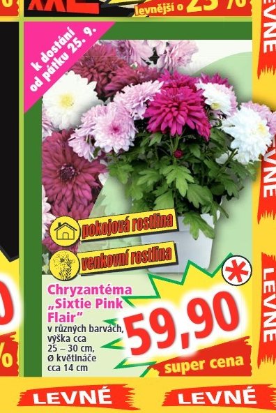 Chryzantéma Sixtie Pink Flair