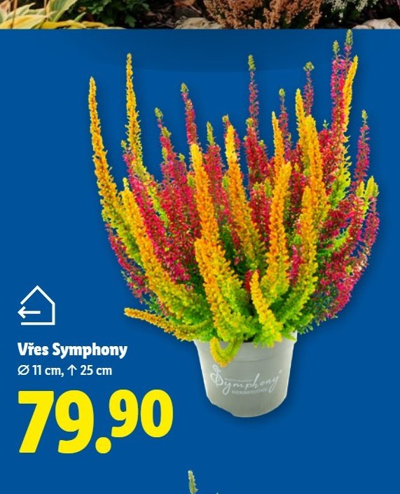 Vřes Symphony