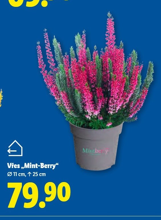 Vřes „Mint-Berry“