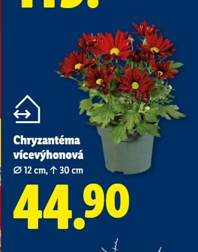 Chryzantéma vícevýhonová