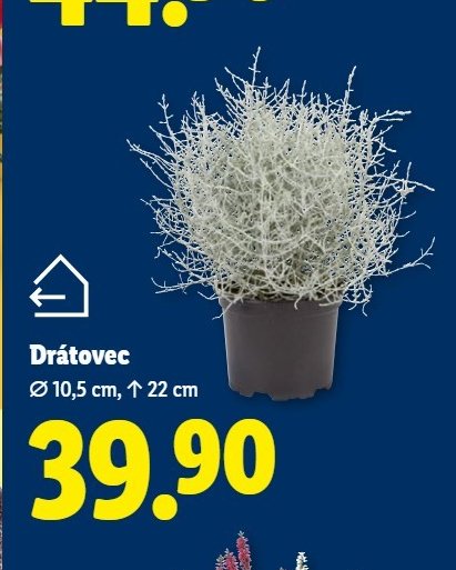 Drátovec