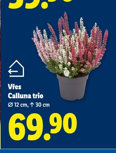 Vřes Calluna trio