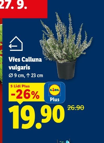 Vřes Calluna vulgaris