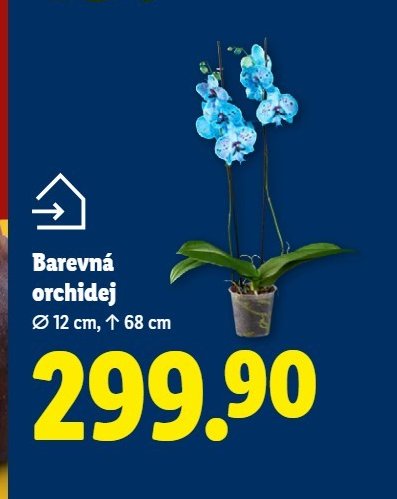 Barevná orchidej