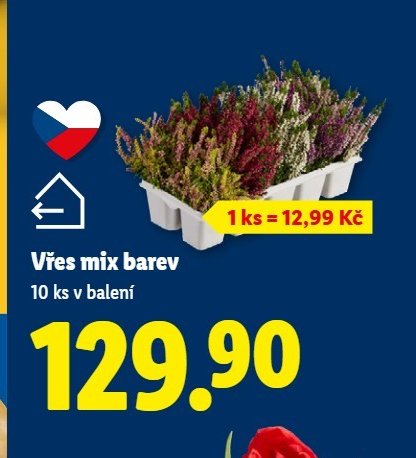 Vřes mix barev