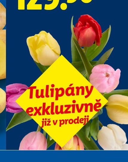 Tulipány