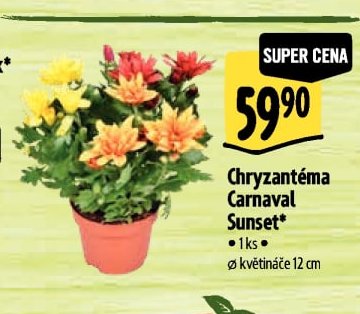 Chryzantéma Carnaval Sunset