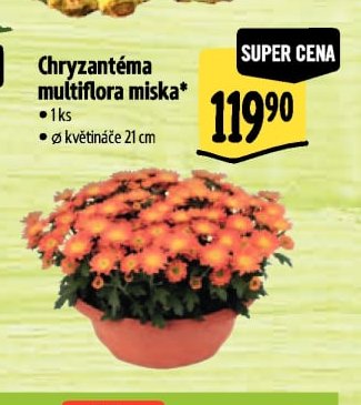 Chryzantéma multiflora miska