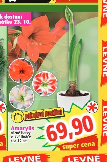 Amarylis