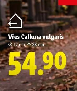 Vřes Calluna vulgaris
